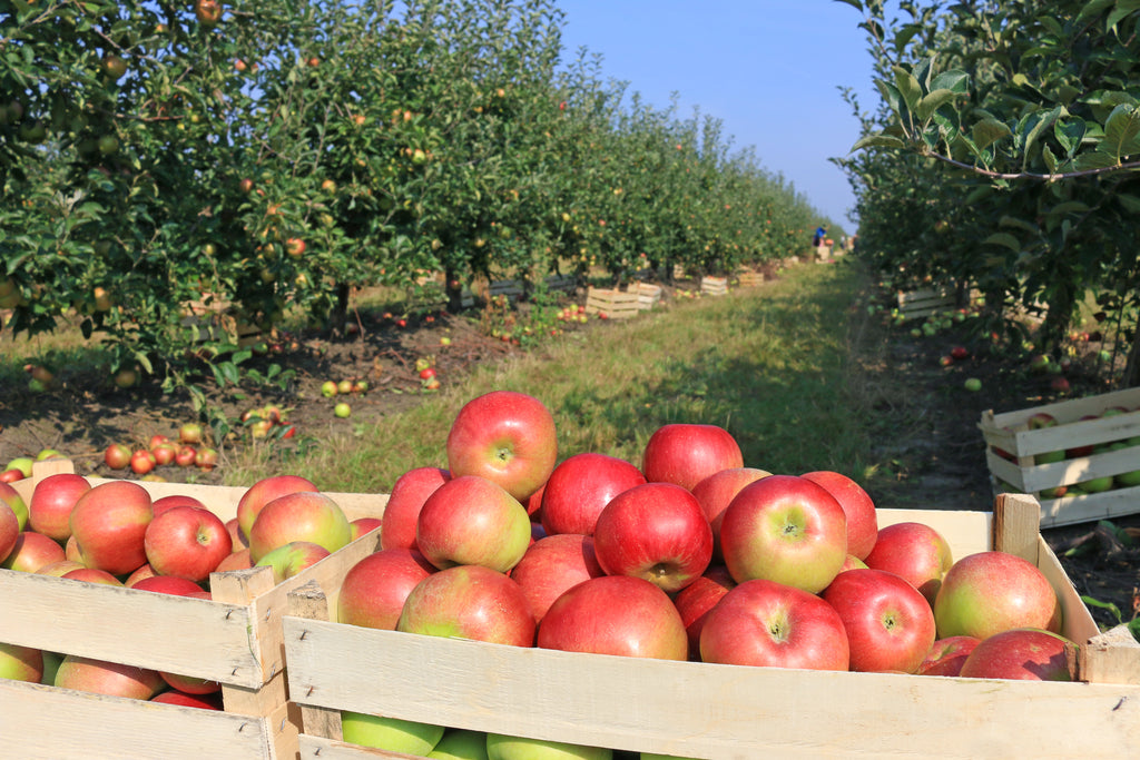 It's apple picking season – stay warm